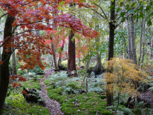 Acer path in autumn         